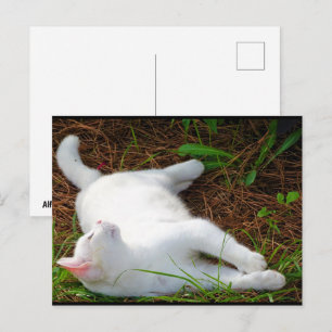 Carte Postale Le Chat et la mouche