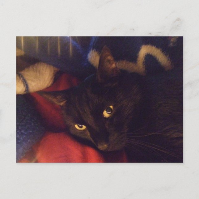 Carte Postale Le chat le plus beau au monde (Devant)