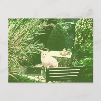Carte Postale Le chat rose