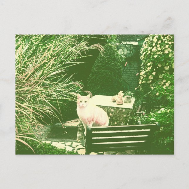 Carte Postale Le chat rose (Devant)