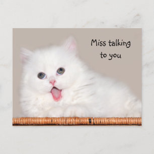 Carte Postale Le chaton perse blanc vous manque