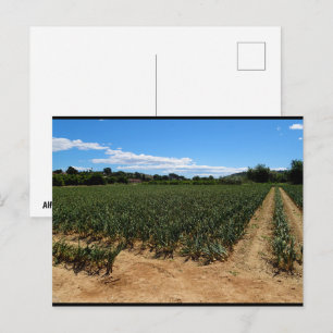 Carte Postale Le chemin à travers le champ d'oignons