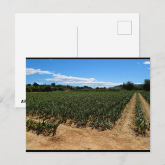 Carte Postale Le chemin à travers le champ d'oignons