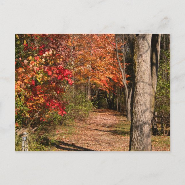 Carte Postale Le Chemin De Marche (Devant)