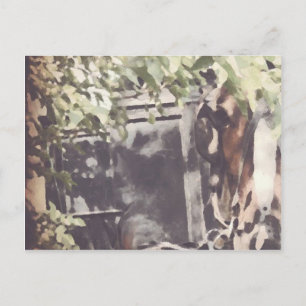 Carte Postale Le Cheval Amish