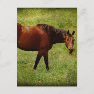Carte Postale Le Cheval de Baie