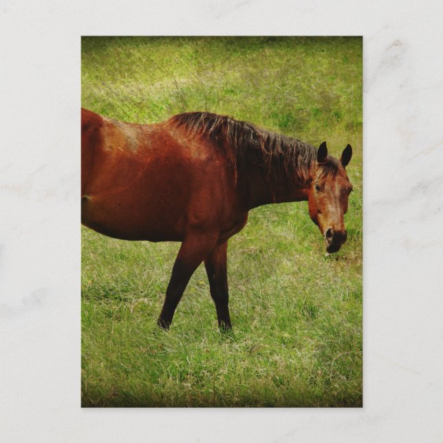 Carte Postale Le Cheval de Baie (Devant)