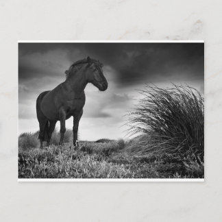 Carte Postale Le cheval noir