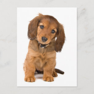 Carte Postale le chien