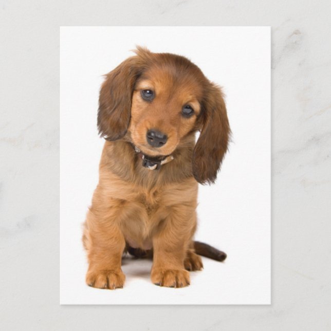 Carte Postale le chien (Devant)