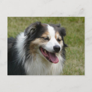 Carte Postale Le chien australien qui rit