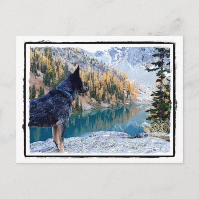 Carte Postale Le chien de travail Max au travail Conservation Ca (Devant)