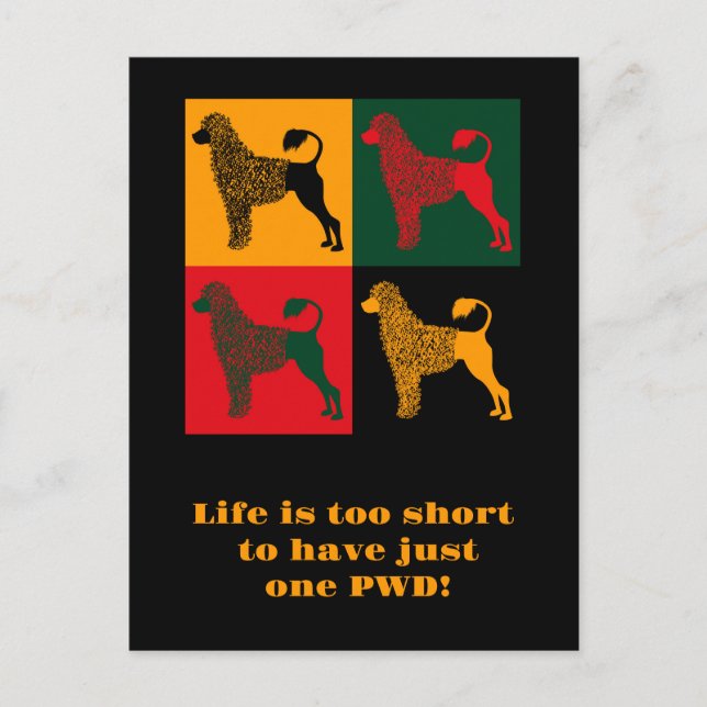 Carte Postale Le chien d'eau portugais intelligent (Devant)