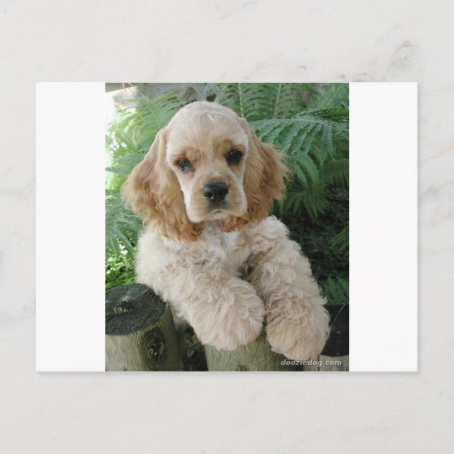 Carte Postale Le Chien Espagnol De Cocker Américain Et La Ferne  (Devant)