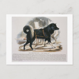 Carte Postale Le Chien Esquimaux (Canis familiaris) est éducatif