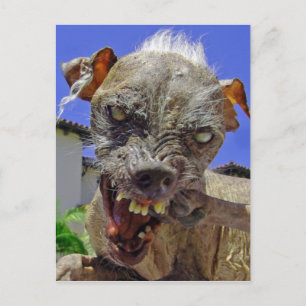 Carte Postale Le chien le plus mignon du monde