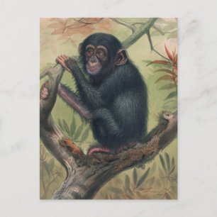 Carte Postale Le chimpanzé de Joseph Wolf