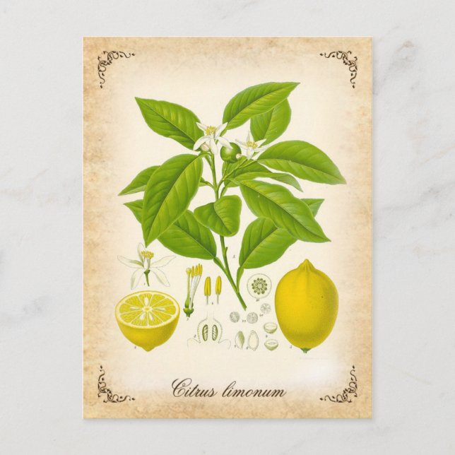 Carte Postale Le citron - illustration vintage (Devant)