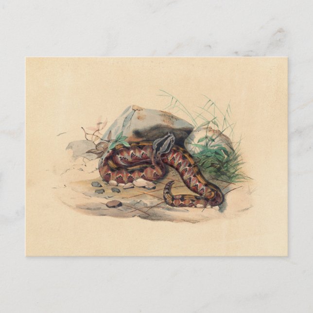 Carte Postale Le Clotho de Joseph Wolf (Devant)