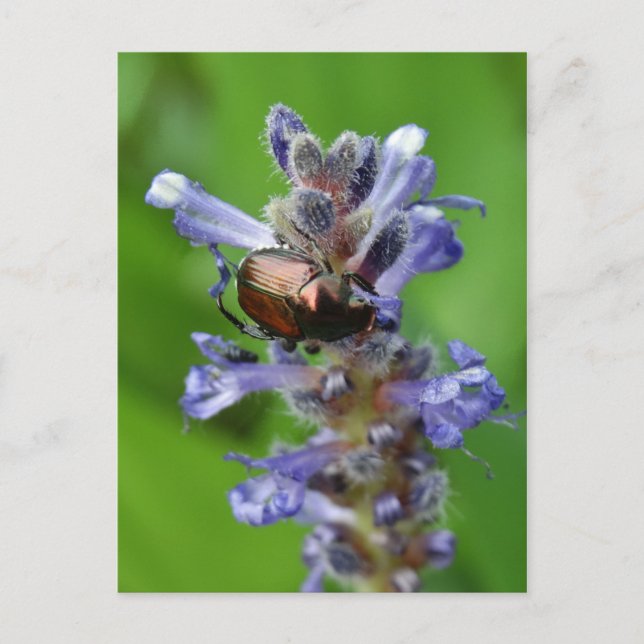 Carte Postale Le coléoptère japonais sur la fleur d'Arrowhead vi (Devant)