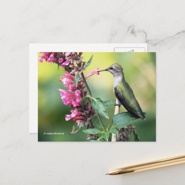 Carte Postale Le colibri d'Anna à l'oeil sur l'arbre aux fruits (Devant/Arrière en situation)