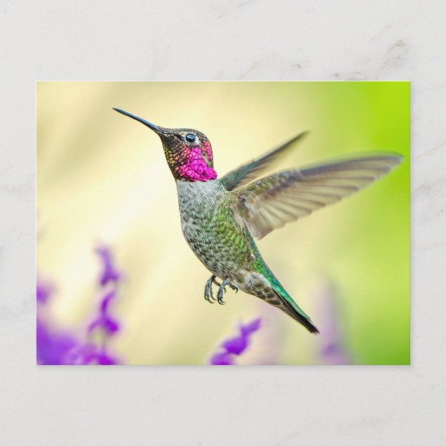 Carte Postale Le colibri d'Anna en vol (Devant)