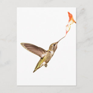 Carte Postale le colibri et la fleur
