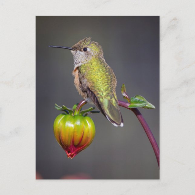 Carte Postale Le colibri repose sur un bourgeon de fleurs (Devant)