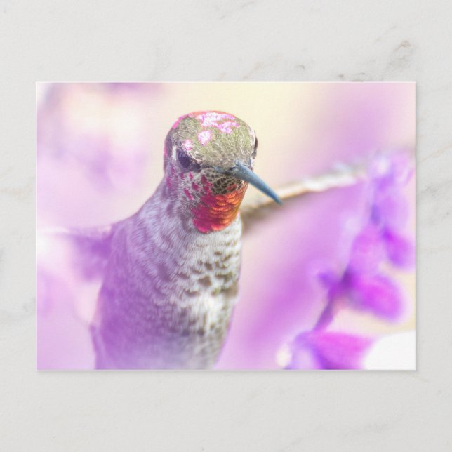 Carte Postale Le colibri rose Anna survole les fleurs violettes (Devant)