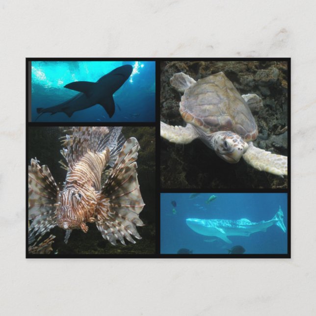 Carte Postale Le Collage de l'aquarium de Géorgie (Devant)