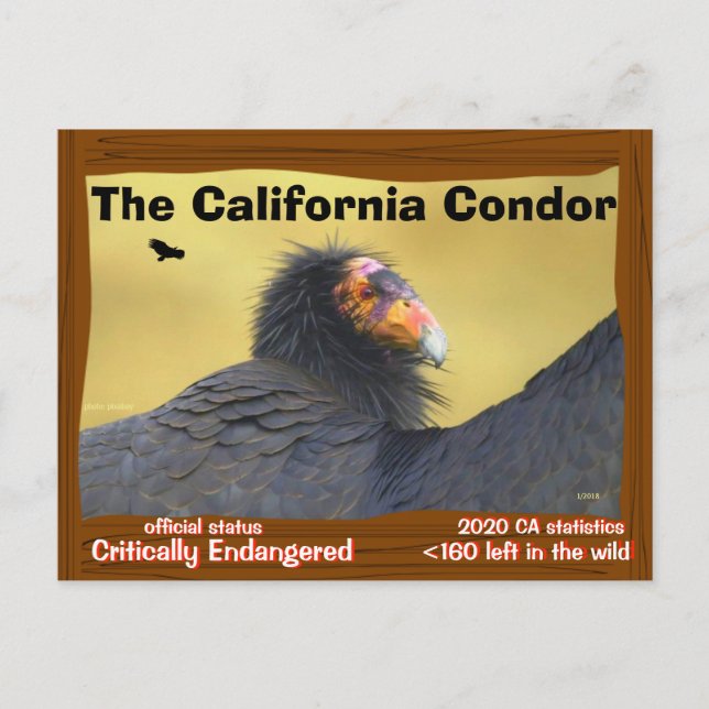 Carte Postale Le Condor de Californie est un oiseau magnifique - (Devant)