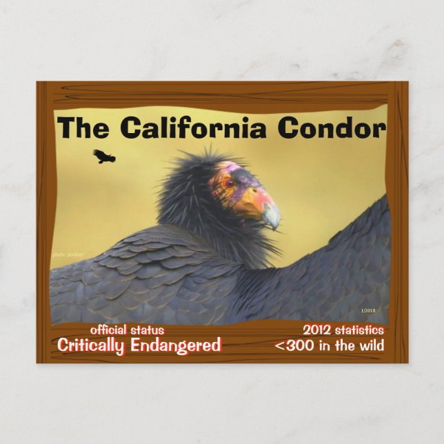 Carte Postale Le Condor de Californie est un oiseau magnifique. (Devant)