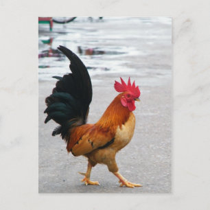 Carte Postale Le Coq A Traversé La Route