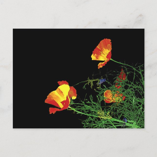 Carte Postale Le coquelicot de Californie sur noir (Devant)