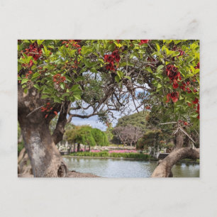 Carte Postale Le corail dans le parc