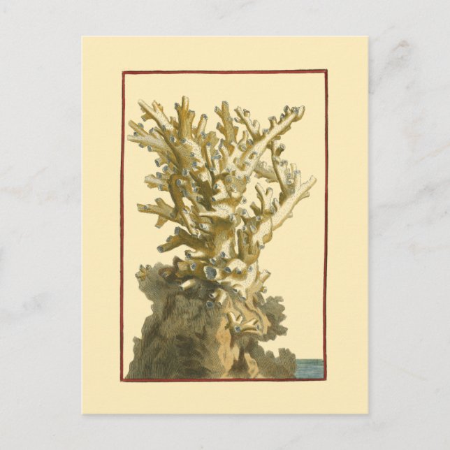 Carte Postale Le corail de la mer (Devant)