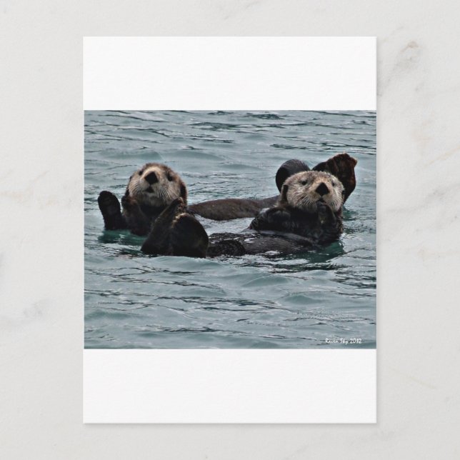 Carte Postale Le couple de loutre (Devant)