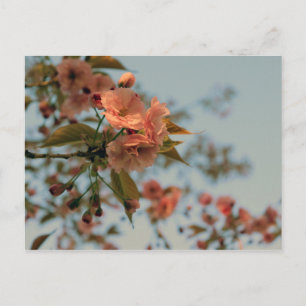 Carte Postale Le crabon de Malus Brandywine Blossom