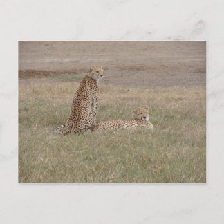 Carte Postale Le cratère de Cheetahs-Ngorongoro