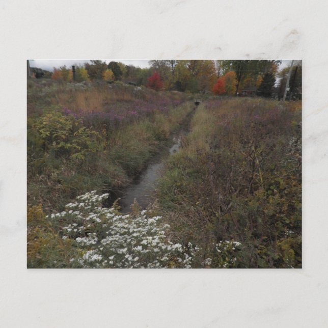 Carte Postale Le Creek (Devant)