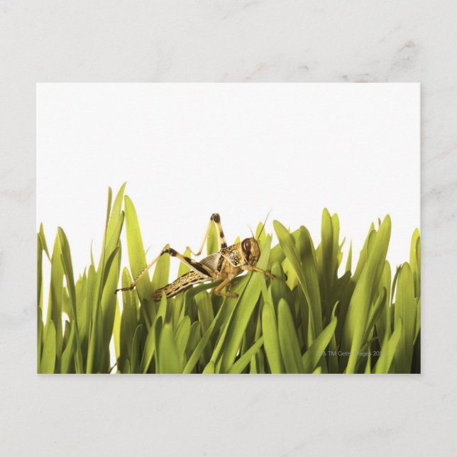 Carte Postale Le cricket dans l'herbe de blé (Devant)