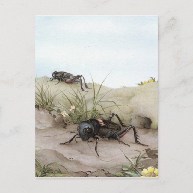 CARTE POSTALE LE CRICKET DE CHAMP (Devant)