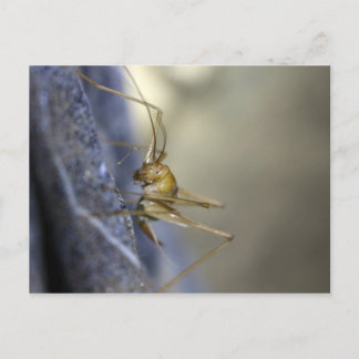 Carte Postale Le cricket des grottes au Vietnam
