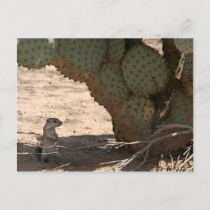 Carte Postale Le critère de Kenny