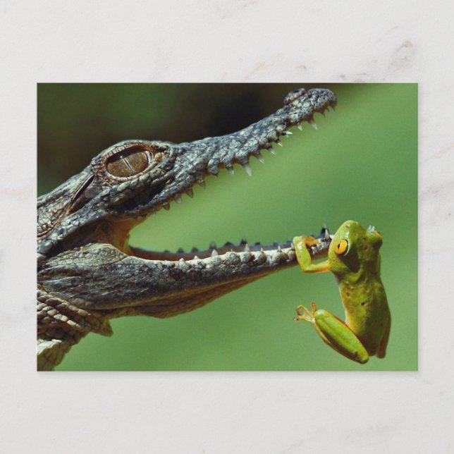 Carte Postale Le Crocodile et la grenouille (Devant)