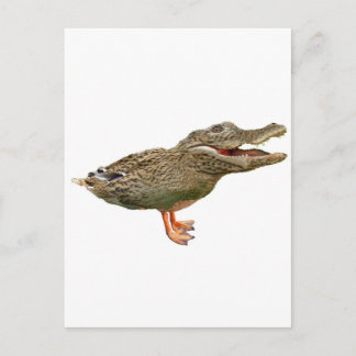 Carte Postale Le Crocoduck aux pieds