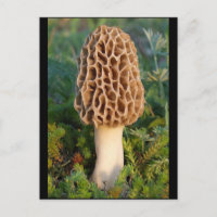 Le délicieux champignon morel