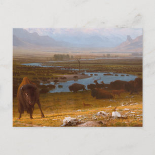 Carte Postale Le Dernier du Buffalo