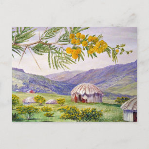 Carte Postale Le Doornboom sud-africain et les Fingo Huts