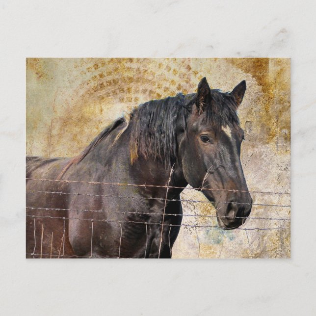 Carte Postale Le doux, un cheval à tirant (Devant)
